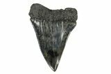 Fossil Broad-Toothed Mako Tooth - South Carolina #170443-2